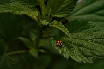 Coccinella su foglia verde contrasto insetto