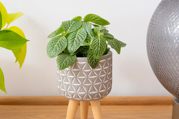 Fittonia albivenis (Nerve Plant) house plant