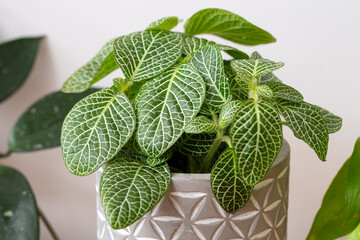 Fittonia albivenis (Nerve Plant) house plant