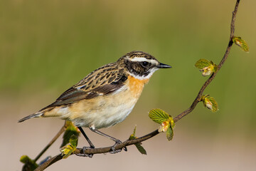 The whinchat (Saxicola rubetra)