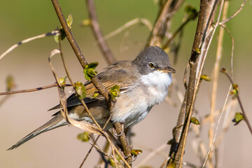 The common whitethroat or greater whitethroat (Curruca communis)