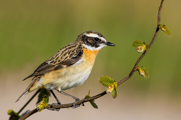 The whinchat (Saxicola rubetra)