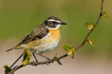 The whinchat (Saxicola rubetra)