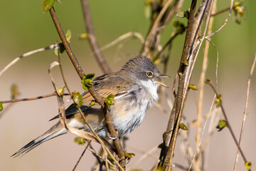 The common whitethroat or greater whitethroat (Curruca communis)