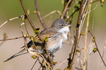 The common whitethroat or greater whitethroat (Curruca communis)