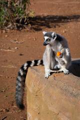 Ring tailed lemur (Lemur catta) eating fruit