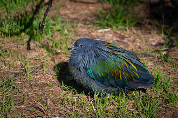 Nicobar Pigeon (Caloenas Nicobarica) bird