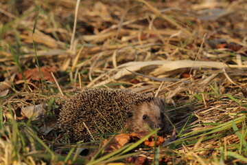 Wild European hedgehog in a grass in early spring. Hedgehog (Scientific name: Erinaceus Europaeus) close up of a wild, native, European hedgehog, facing right in natural garden habitat on green grass  © TomKorcak