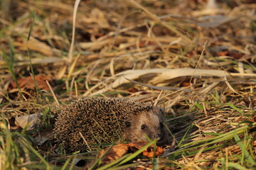 Wild European hedgehog in a grass in early spring. Hedgehog (Scientific name: Erinaceus Europaeus) close up of a wild, native, European hedgehog, facing right in natural garden habitat on green grass  © TomKorcak