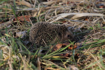 Wild European hedgehog in a grass in early spring. Hedgehog (Scientific name: Erinaceus Europaeus) close up of a wild, native, European hedgehog, facing right in natural garden habitat on green grass 