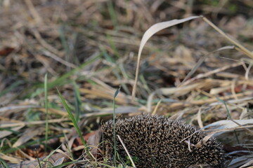 Wild European hedgehog in a grass in early spring. Hedgehog (Scientific name: Erinaceus Europaeus) close up of a wild, native, European hedgehog, facing right in natural garden habitat on green grass  © TomKorcak