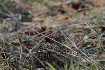 Wild European hedgehog in a grass in early spring. Hedgehog (Scientific name: Erinaceus Europaeus) close up of a wild, native, European hedgehog, facing right in natural garden habitat on green grass 