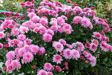 Fototapeta premium Garden flowers of lilac color bloom in a flowerbed in late summer. Large beautiful flowerbed design. Warm summer evening. Close-up