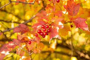 Bright red berries among colorful autumn leaves. Vibrant autumn nature scene. Close-up, perfect for seasonal content.