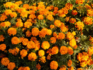 Yellow garden flowers bloom in a flower bed in late summer. Large beautiful flower bed design. Close-up