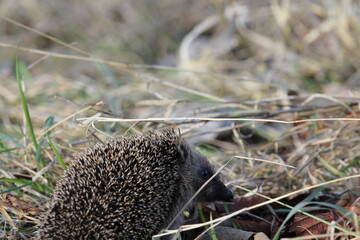Wild European hedgehog in a grass in early spring. Hedgehog (Scientific name: Erinaceus Europaeus) close up of a wild, native, European hedgehog, facing right in natural garden habitat on green grass  © TomKorcak