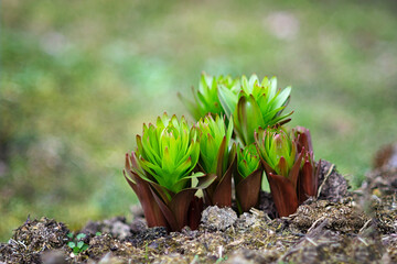 The first green sprouts, a group of flowers growing from the soil. Spring