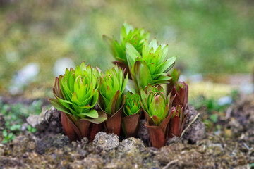 The first green sprouts, a group of flowers growing from the soil. Spring