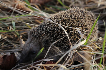 Wild European hedgehog in a grass in early spring. Hedgehog (Scientific name: Erinaceus Europaeus) close up of a wild, native, European hedgehog, facing right in natural garden habitat on green grass 