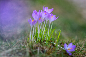 Flowering crocuses on a green meadow in spring. Violet or Pink Crocus in Springtime.