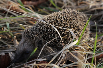 Wild European hedgehog in a grass in early spring. Hedgehog (Scientific name: Erinaceus Europaeus) close up of a wild, native, European hedgehog, facing right in natural garden habitat on green grass 