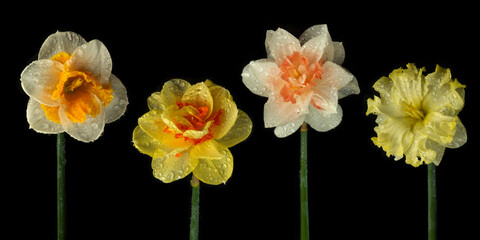 Narcissus flowers on black and colored backgrounds