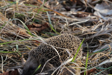 Wild European hedgehog in a grass in early spring. Hedgehog (Scientific name: Erinaceus Europaeus) close up of a wild, native, European hedgehog, facing right in natural garden habitat on green grass 