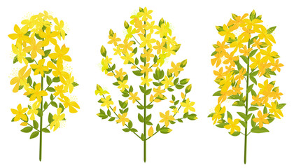 collection of blooming hypericum St. John's wort herbs. set of goatweed flowers. tutsun wildflowers