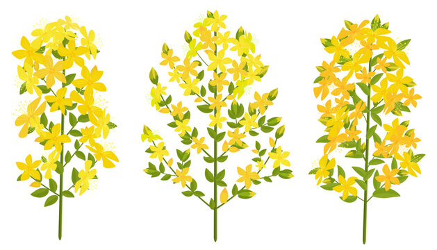 collection of blooming hypericum St. John's wort herbs. set of goatweed flowers. tutsun wildflowers
