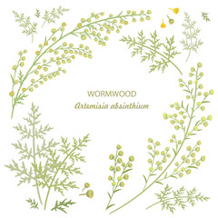collection of Artemisia absinthium. card with frame of common wormwood herbs. set of wild sagebrush.