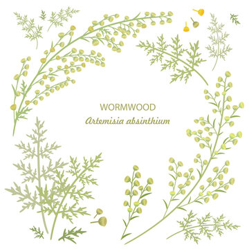 collection of Artemisia absinthium. card with frame of common wormwood herbs. set of wild sagebrush.