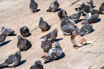 pigeons in the city
