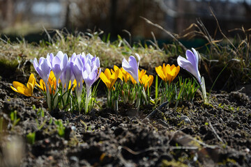 Spring background with flowering violet, purple, yellow and white Crocus in early spring. Crocus Iridaceae .The Iris Family, banner - Image