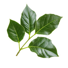 Fototapeta premium Lush Green Leaves Branch Nature Botany Plants Spring