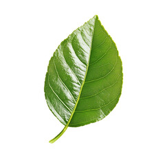 Obraz premium Single green leaf detail nature plant botany chlorophyll vibrant foliage