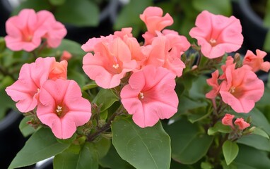Obraz premium Vibrant Pink Flowers Close Up Blooming Bush