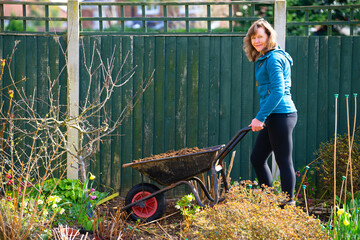 Woman with a wheelbarrow, mulching an apple tree in spring.
