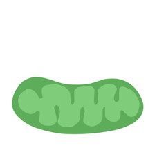 mitochondria