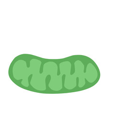 mitochondria