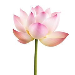 Fototapeta premium Pink Lotus Flower Nature Serenity Bloom Botanical Beauty