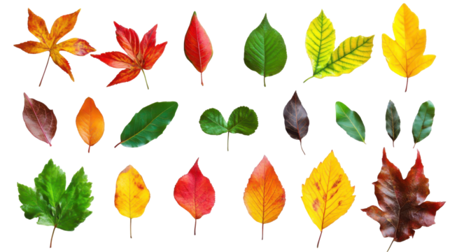 A vibrant collection of autumn leaves showcasing diverse shapes and striking colors, reflecting nature's seasonal beauty.