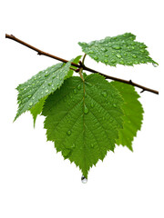 Fototapeta premium Close-up of vibrant green leaves covered in glistening water droplets