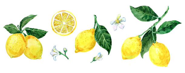 Set of watercolor illustrations of lemons on a white background 