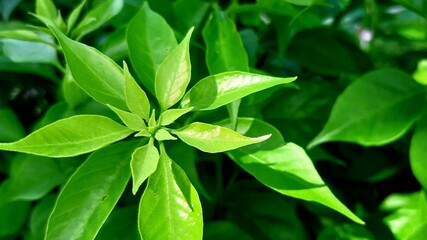 close-up shot of a green sprout of bougainvillea plant with a little ray of a sun