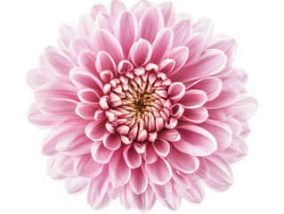 Isolated Pink Dahlia Flower
