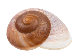 Large seashell of a sea mollusk, isolated on a white background.