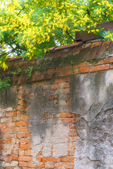 Ancient brick wall and blooming mimosa tree. Spring time environment