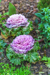 Decorative purple cabbage in the garden 