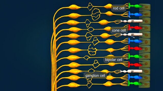 Effect of red and green colour on the retina of eye.