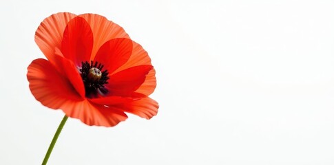 Obraz premium Vibrant red poppy, delicate petals, stark white background, bright, detail